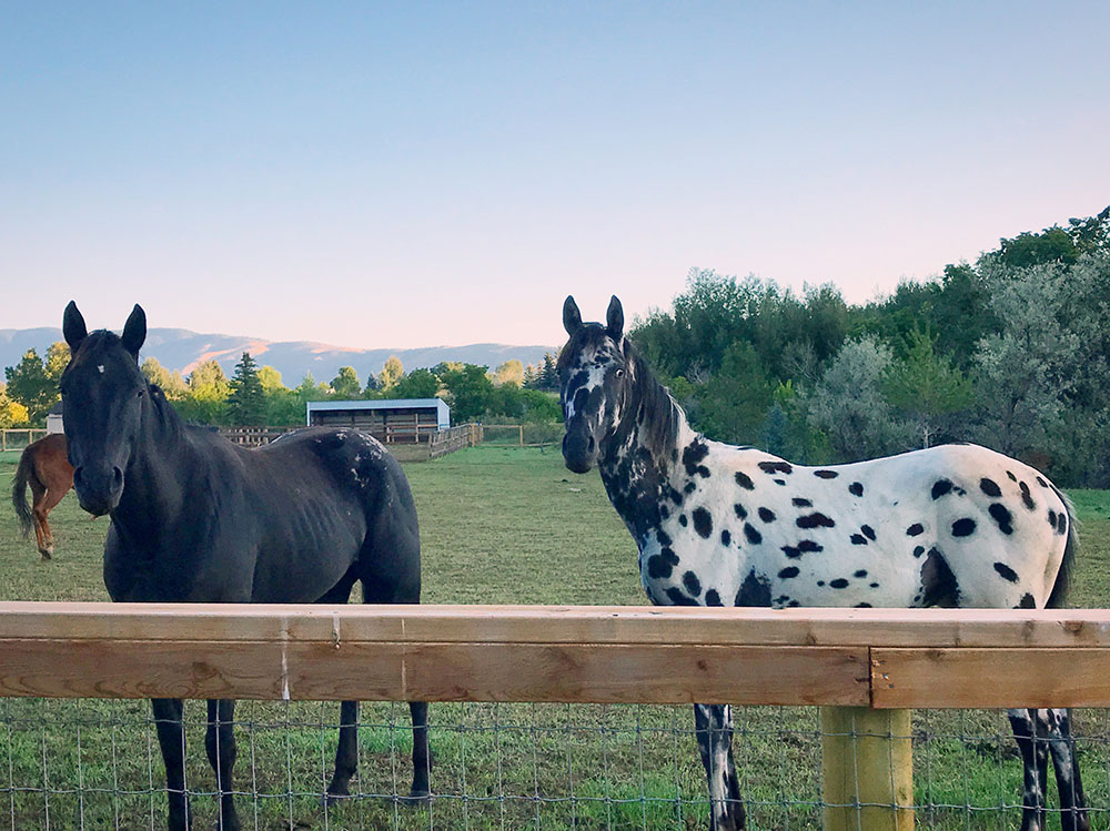 Appaloosa Heritage – Appaloosa News